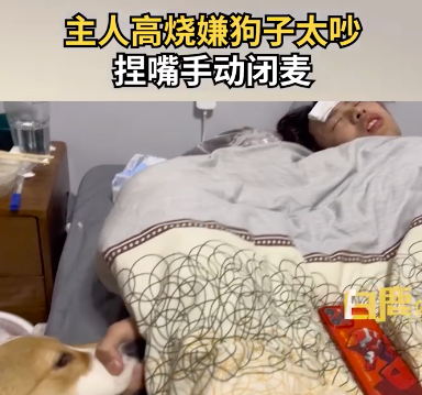 主人高烧嫌狗子太吵捏嘴手动闭麦！狗子：你等着！你松开了的！