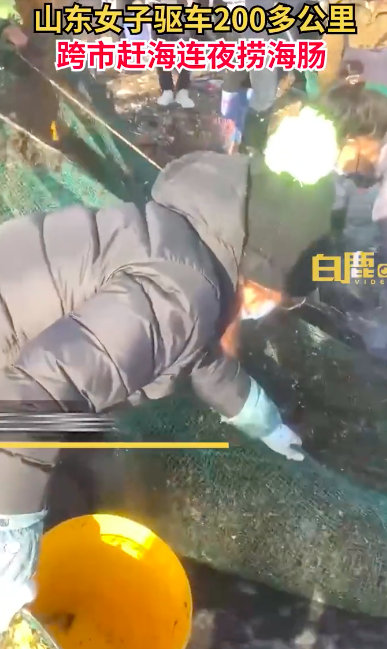 女子连夜开车400里到烟台捞海肠 海肠韭菜水饺很绝！