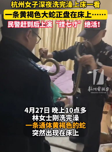 女子床上出现大蛇 民警擒拿