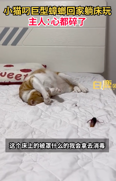 小猫叼巨型蟑螂回家躺床抱着玩