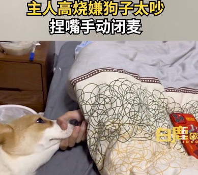 主人高烧嫌狗子太吵捏嘴手动闭麦！狗子：你等着！你松开了的！