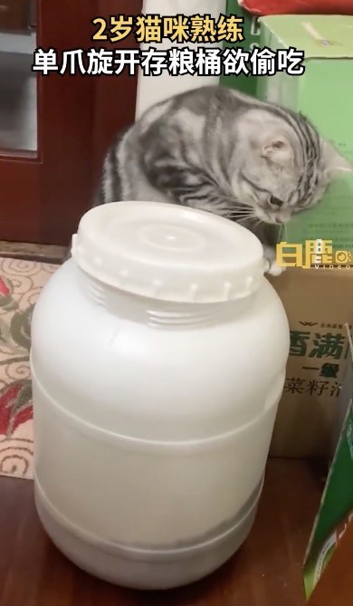 猫咪单爪熟练旋开存粮桶欲偷吃