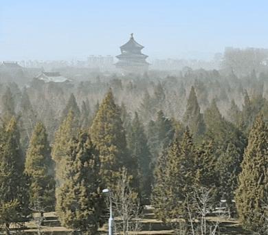 北京圓柏花粉可視化視頻是真的嗎 真實畫面引發(fā)關(guān)注