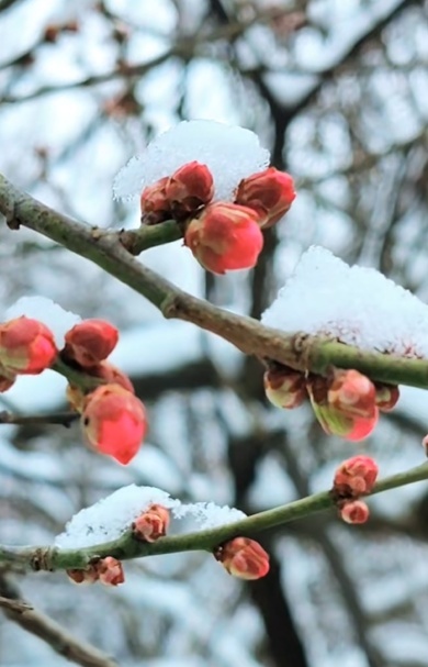 河南多地雪中梅花悄然绽放