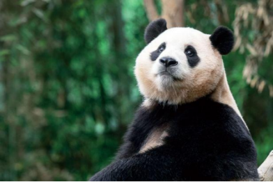 韩国将为大熊猫“福宝”拍摄电影《再见，爷爷》，计划今年上映