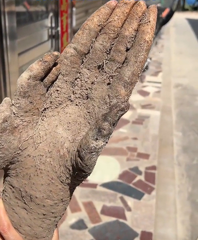 老人挖出酷似人手的“淮山手” 异形山药引关注