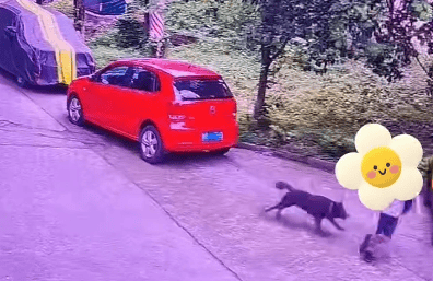 老奶奶拎着书包边赶狗边护着两个娃 勇敢行为获赞