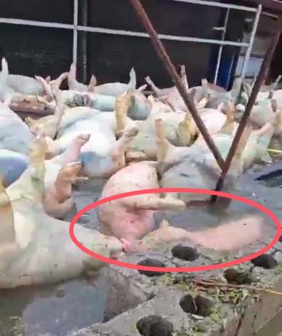 养猪场被淹 几千头死猪漂水面 当地正紧急处置