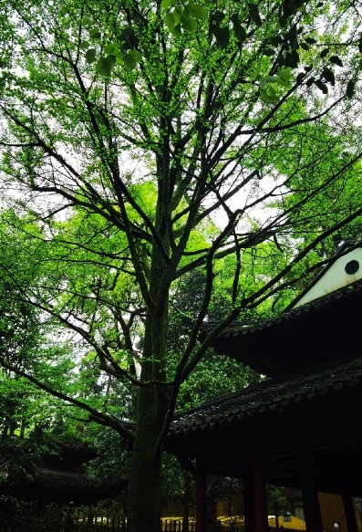 雨天的灵隐寺禅意拉满了