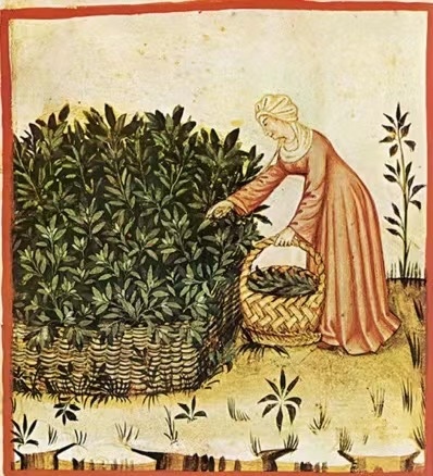 采集鼠尾草，出自14世纪晚期在伦巴第出版的医用手册《健康全书》的手抄本。（《不散的筵席：艺术中的饮食文化史》内页插图）