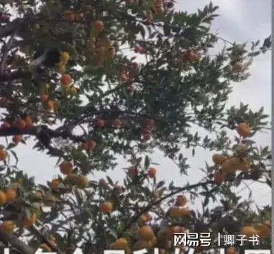 不可思议！女子发现邻居家一棵树结十几种水果