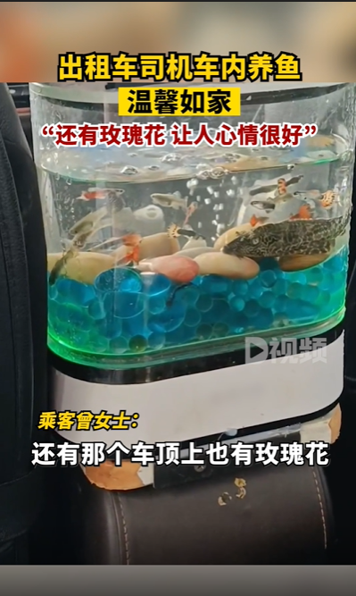 大叔出租车内放鱼缸养鱼乘客很欢喜 鱼：我怎么晕晕的