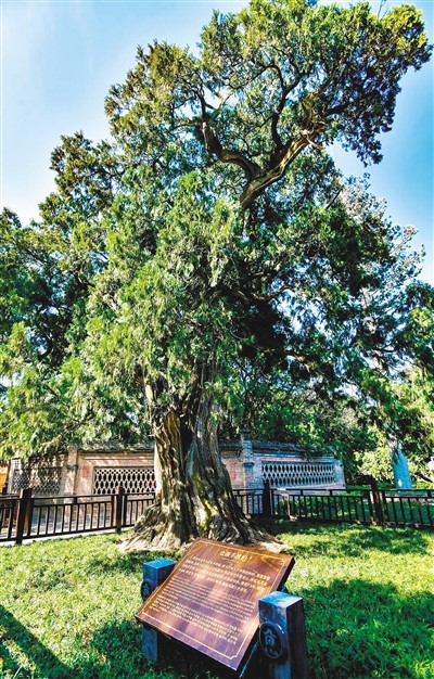 中国古树名木已是大家庭兴旺的“大家庭”
