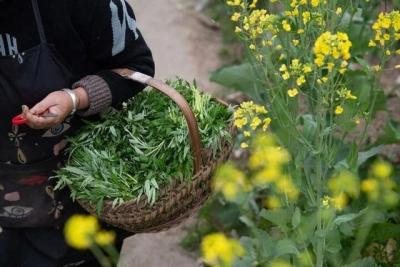 春季挖食野菜如何防中毒？营养师提醒“两不吃两做到”