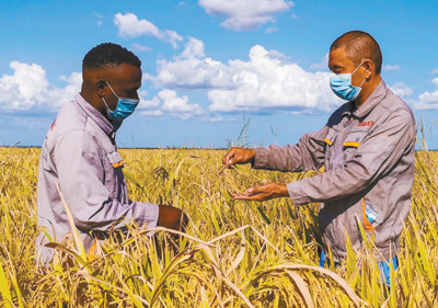 中非合作，交流农业“致富经”