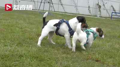 超小號警犬在線征名,！