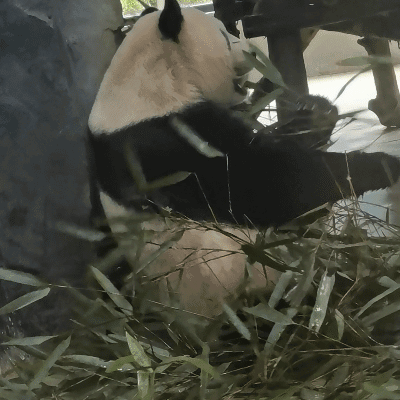 大熊猫和花和叶已被认养 “果赖”也是财阀千金跟公主啊