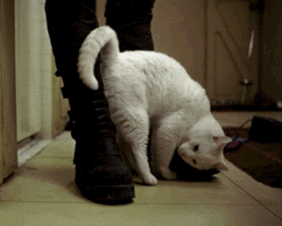 猫咪为什么喜欢蹭人网友我家逆子看不上我