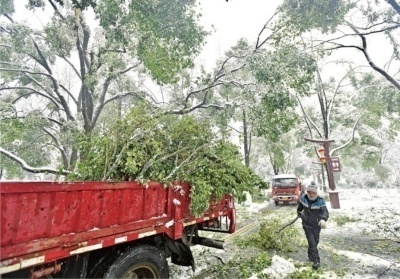一场冻雨大雪为何压断了那么多树？十年来树木受损最严重的一次！