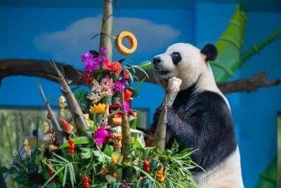 全球唯一大熊猫三胞胎十周岁 共庆生辰创纪录
