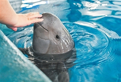 我国将加强长江江豚系统性保护（美丽中国）