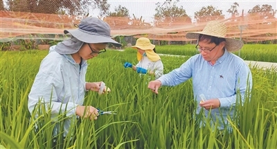 为了水稻抗病又稳产(弘扬科学家精神)
