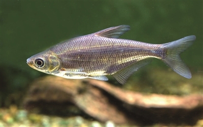 “南鱼北养”新实践：柳叶鳊“泰鱼1号”游进青岛莱西市姜山湿地