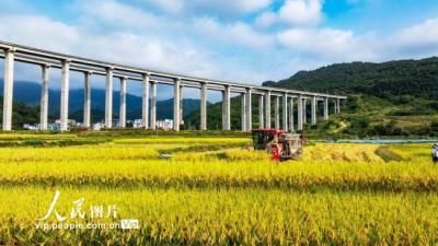 贵州从江：抢收稻谷保归仓