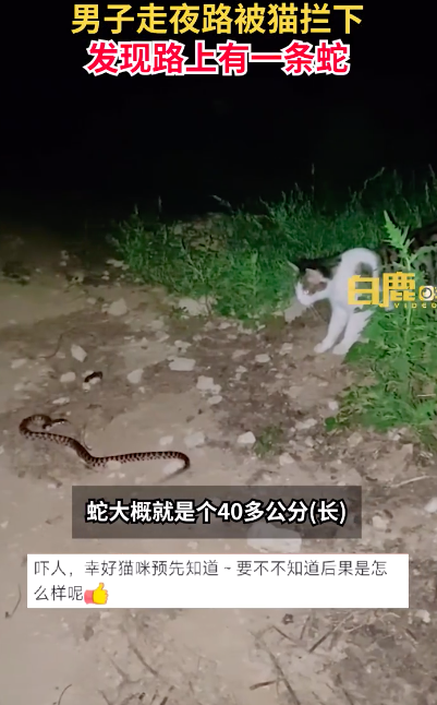 男子走夜路遇蛇被猫拦下 猫咪：奖励鸡腿吧！