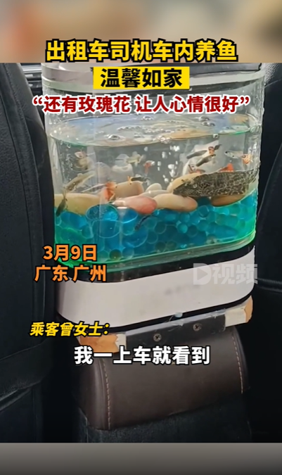 司机出租车内放鱼缸养鱼 网友好奇：“鱼会晕车不”