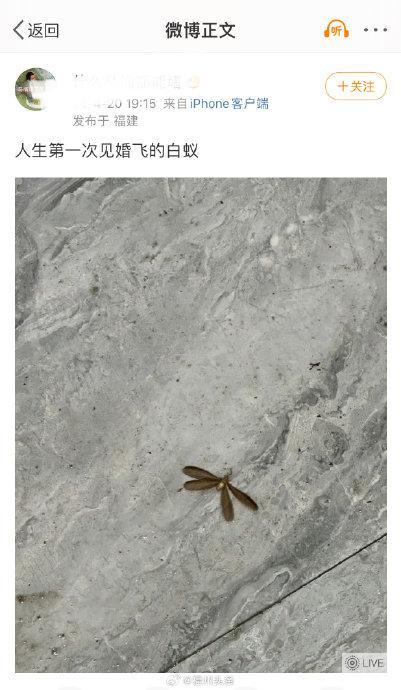 福建人和广东人被白蚁整麻了：超大那种，带翅膀的