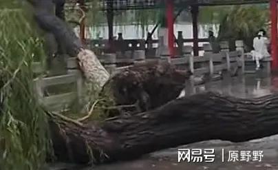 济南大明湖景区部分树木倒伏 暴雨突袭泉城