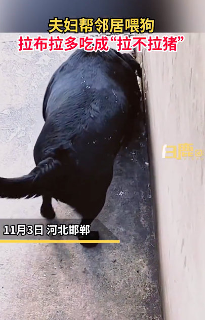 夫妻帮邻居喂狗拉布拉多变拉不拉猪