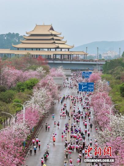 柳州全民跑开跑 紫荆花海迎跑者
