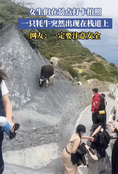 女生打卡拍照 牦牛突然出现在栈道上