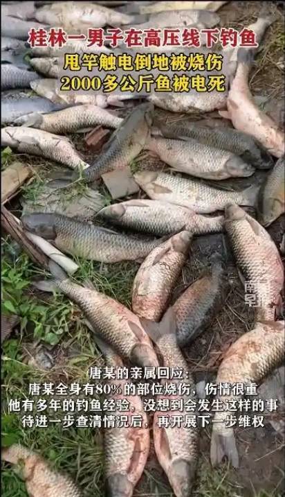 男子钓鱼触电致4千斤鱼被电死 高压线下悲剧再发