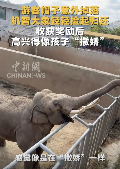 旅客帽子掉落 大象轻轻捡起了债