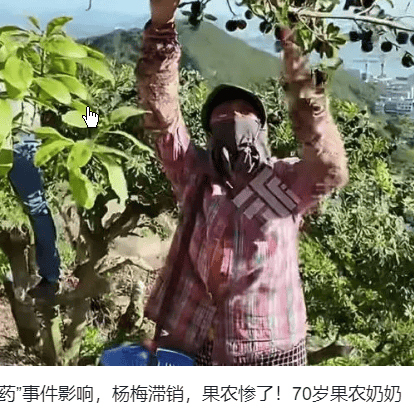 70岁种杨梅奶奶崩溃到哭