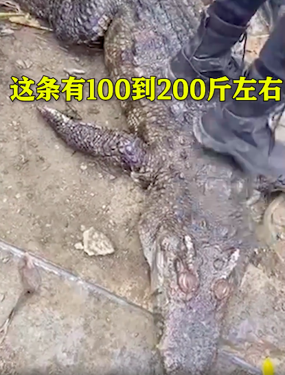 200斤鳄鱼被吓后待水里溺死