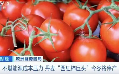 丹麦巨头宣布今冬停产西红柿和黄瓜