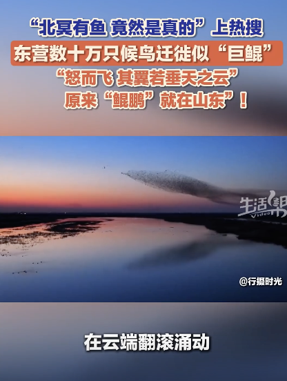 数十万只候鸟迁徙宛如“巨鲲”，网友：庄子诚不我欺
