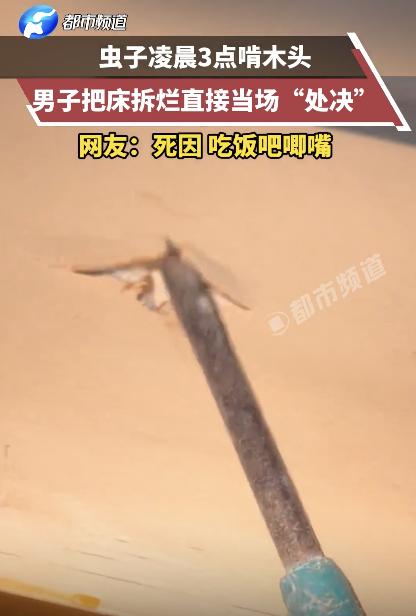 蟲子半夜吃飯吧唧嘴被男子當(dāng)場處決 噪音擾民終遭報應(yīng)