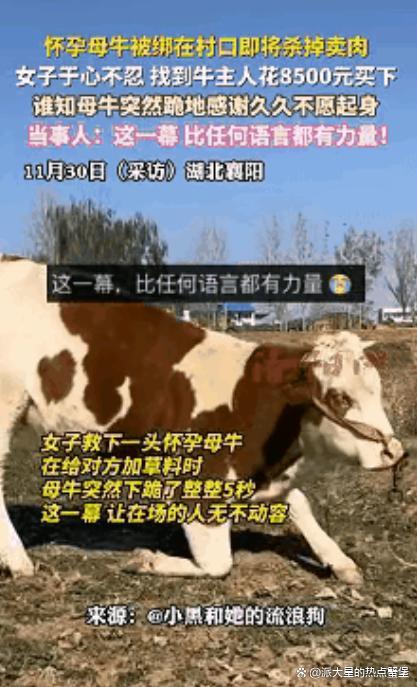 怀孕母牛被救后跪地感谢 善良换来的奇迹