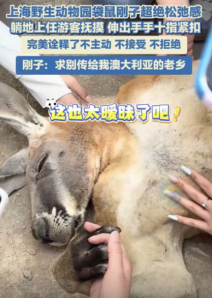 上海動(dòng)物園袋鼠和游客十指緊扣超絕松弛感