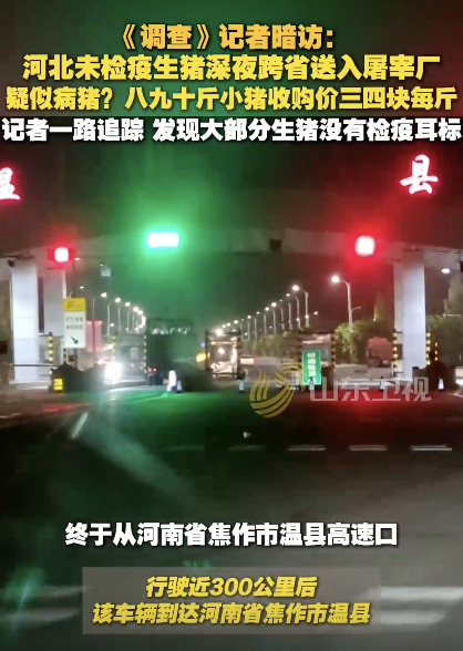 河北未檢疫生豬被連夜送河南,，疑似病豬！