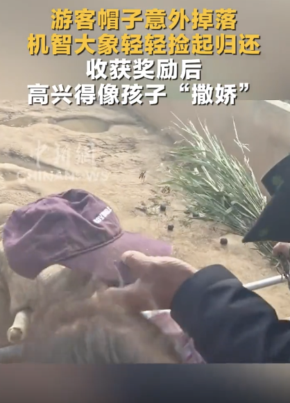 旅客帽子掉落 大象轻轻捡起了债