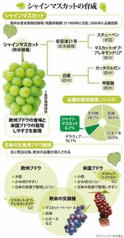 日本百元天价葡萄在国内降至40元