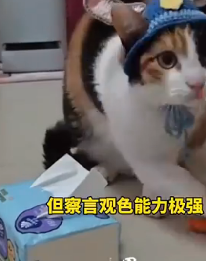 萝卜纸巾猫因何走红