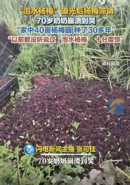 杨梅滞留树上 70岁奶奶崩溃哭了