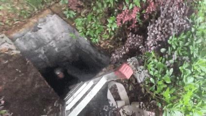 巴西女子遛狗不慎跌入下水道 深井危险需警惕